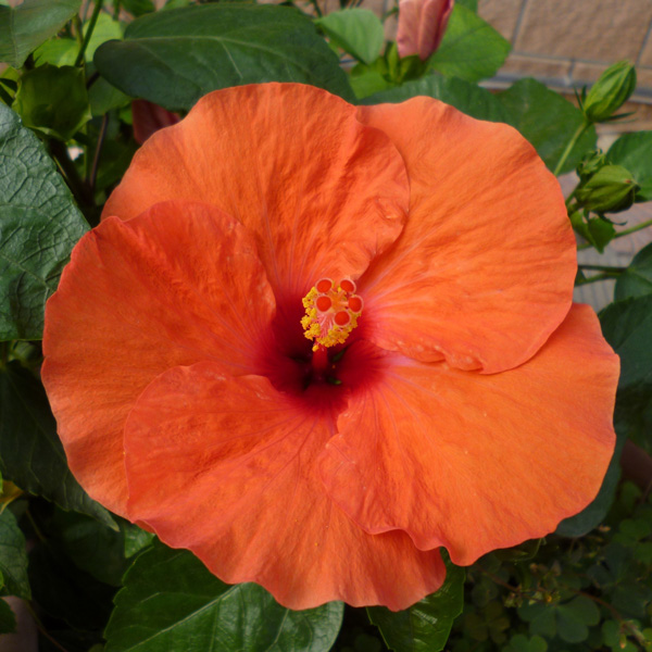 Hibiscus Ritzy