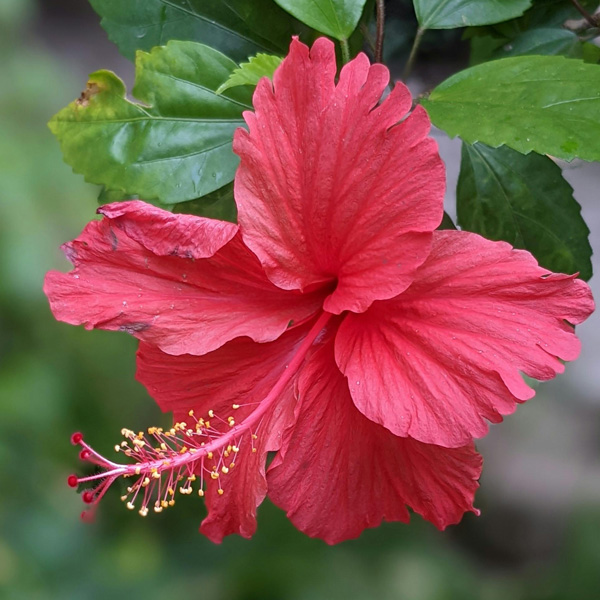 Hibiscus Andersonii Hibiscus Andersonii