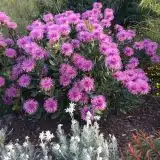 Isopogon Dazzler (Pbr) Isopogon Dazzler (Pbr)