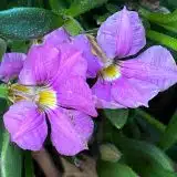 Scaevola Pink Perfection Scaevola Pink Perfection