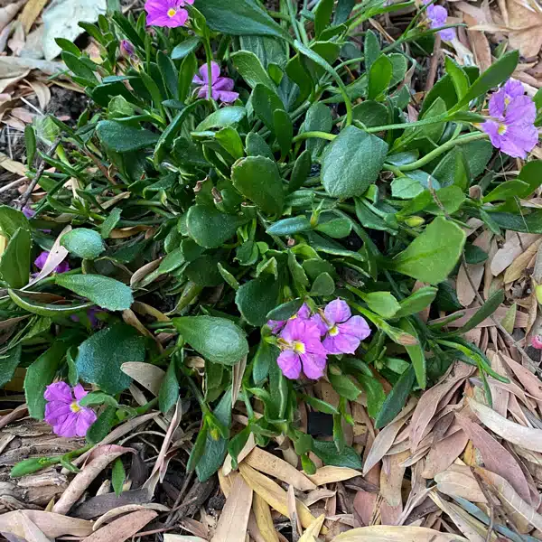 Scaevola Pink Perfection Scaevola Pink Perfection