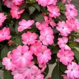 Sunpatiens Compact Pink Flash Sunpatiens Compact Pink Flash