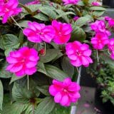 Sunpatiens Compact Purple Candy