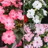 Sunpatiens Impatiens Blush Collection Sunpatiens Impatiens Blush Collection
