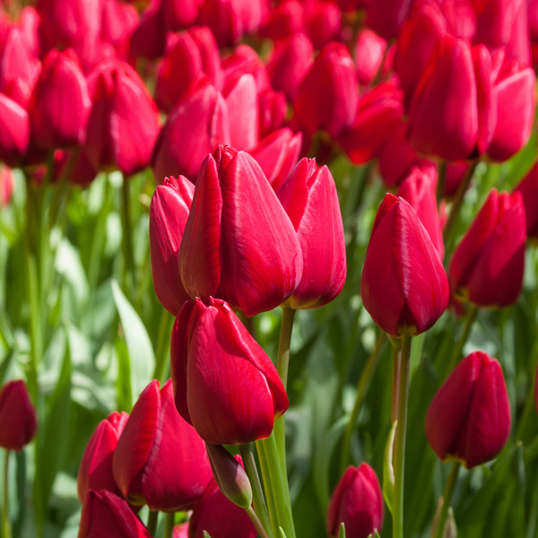 Tulip Curry Tulip Curry
