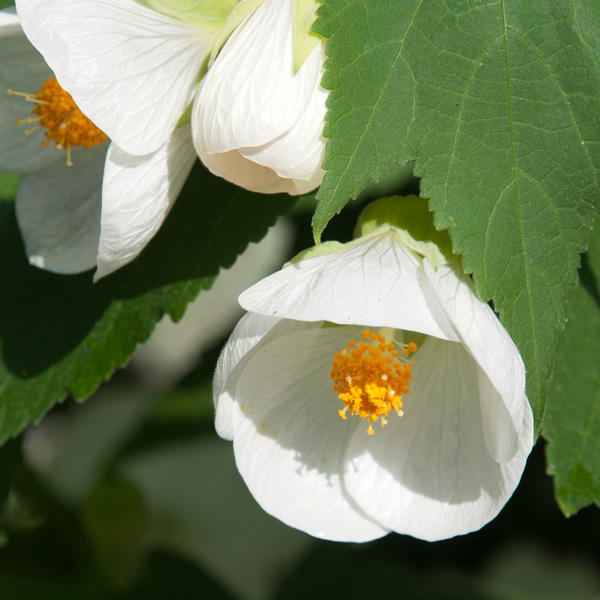 Abutilon White