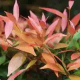 Acmena Blush Satinash Acmena Blush Satinash