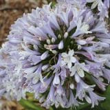 Agapanthus Cool Steel (Pbr)