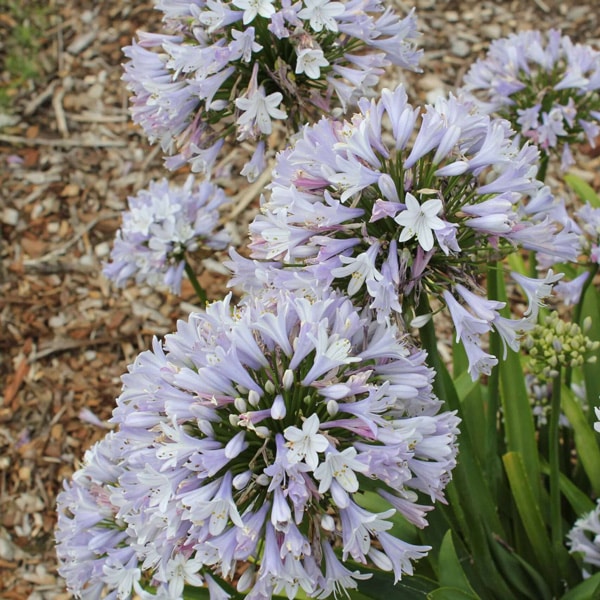Agapanthus Cool Steel (Pbr)