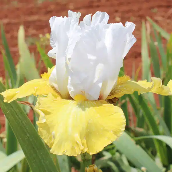 Bearded Iris Breezes Bearded Iris Breezes