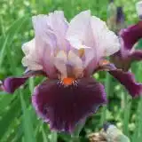 Bearded Iris Pass The Wine Pkbirptw - Garden Express Australia