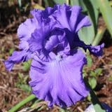 Bearded Iris Serene Sea Bearded Iris Serene Sea