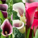 Calla Lily Collection 1 Colcalco1 2026 - Garden Express Australia