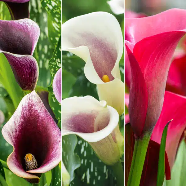 Calla Lily Collection 1 Calla Lily Collection 1
