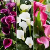 Calla Lily Collection 3 Colcalco3 2026 - Garden Express Australia