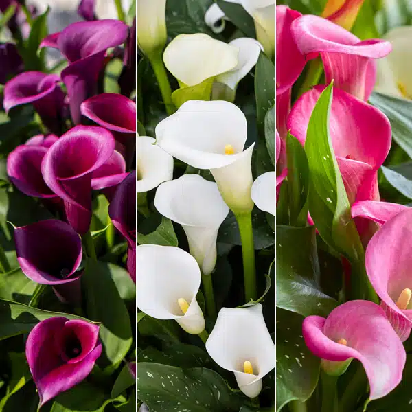 Calla Lily Collection 3 Calla Lily Collection 3
