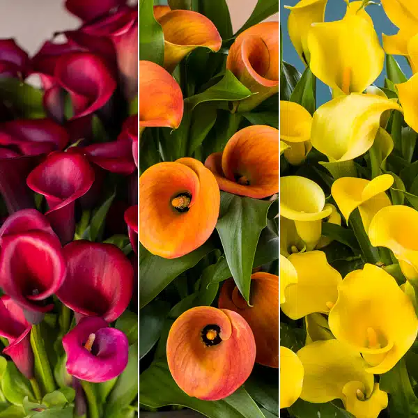 Calla Lily Collection 4 Calla Lily Collection 4