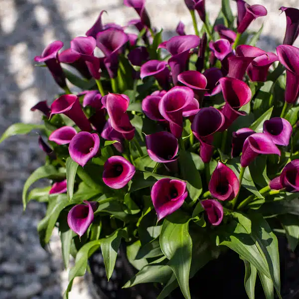 Calla Lily Durban Calla Lily Durban