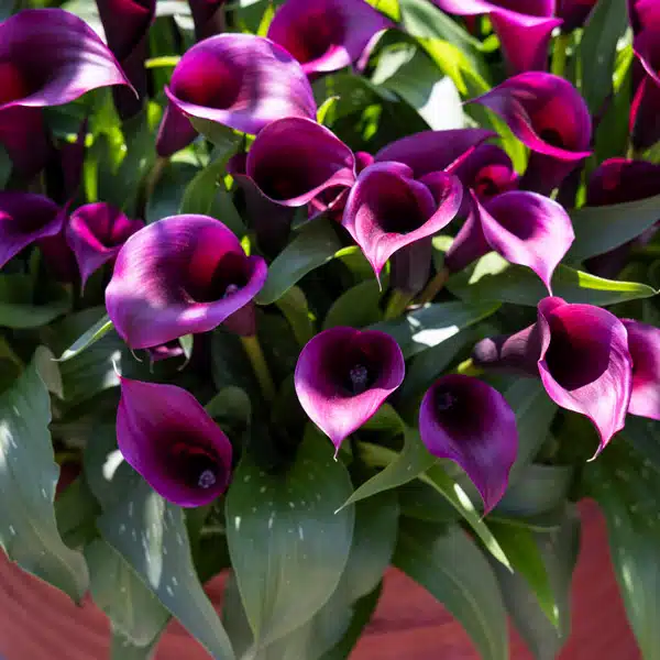 Calla Lily Purple Spirit