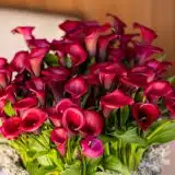 Calla Lily Red Salsa Calla Lily Red Salsa