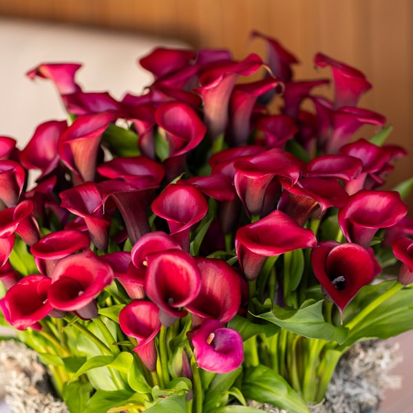 Calla Lily Red Salsa Calla Lily Red Salsa