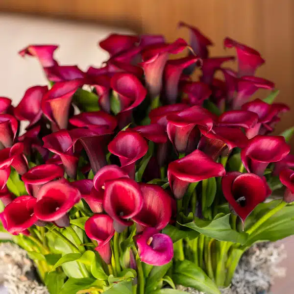 Calla Lily Red Salsa Calla Lily Red Salsa