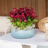 Calla Lily Red Salsa Calla Lily Red Salsa