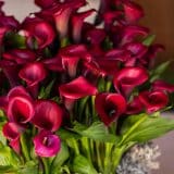 Calla Lily Red Salsa Calla Lily Red Salsa