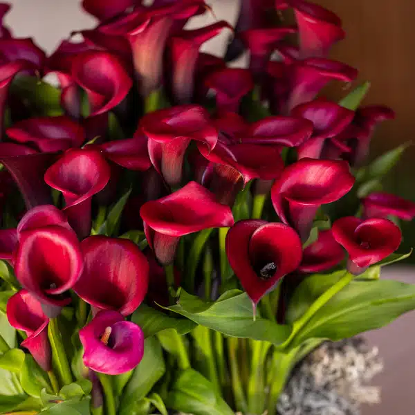 Calla Lily Red Salsa Calla Lily Red Salsa