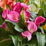Calla Lily Zazu Calla Lily Zazu