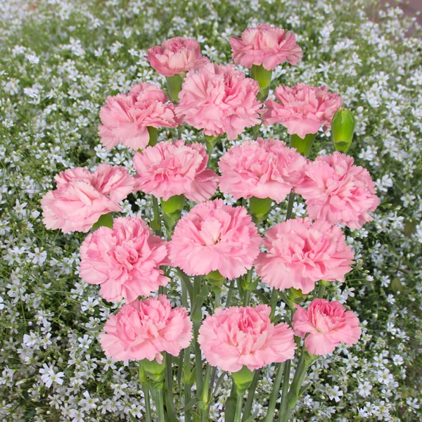 Carnation Amaral Carnation Amaral