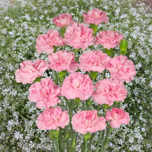 Carnation Amaral Carnation Amaral