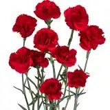 Carnation Harper P68carhar - Garden Express Australia