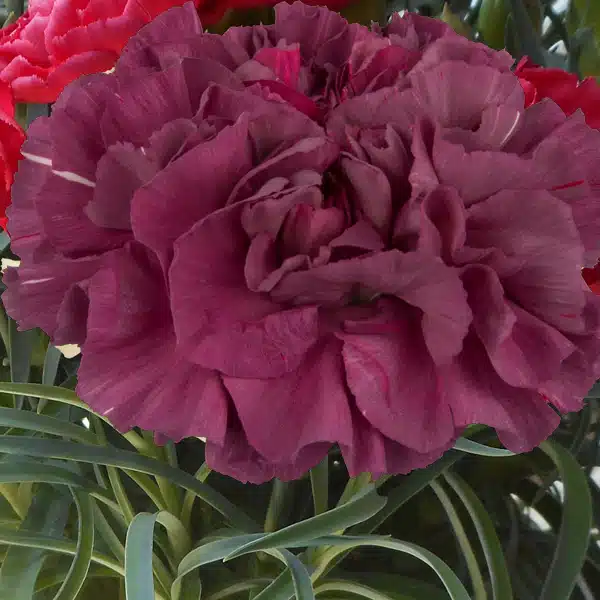 Carnation Mustang Carnation Mustang