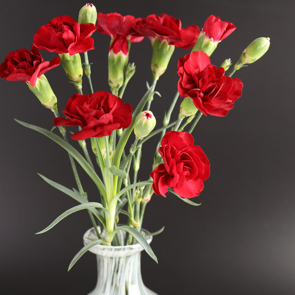 Carnation Pinata Red Carnation Pinata Red