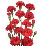 Carnation Pinata Red Carnation Pinata Red