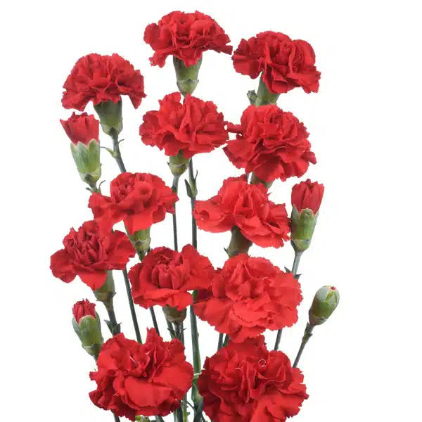Carnation Pinata Red Carnation Pinata Red
