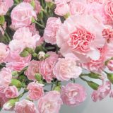Carnation Promesa 1 P68carpro - Garden Express Australia