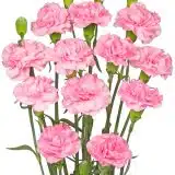 Carnation Promensa Carnation Promensa