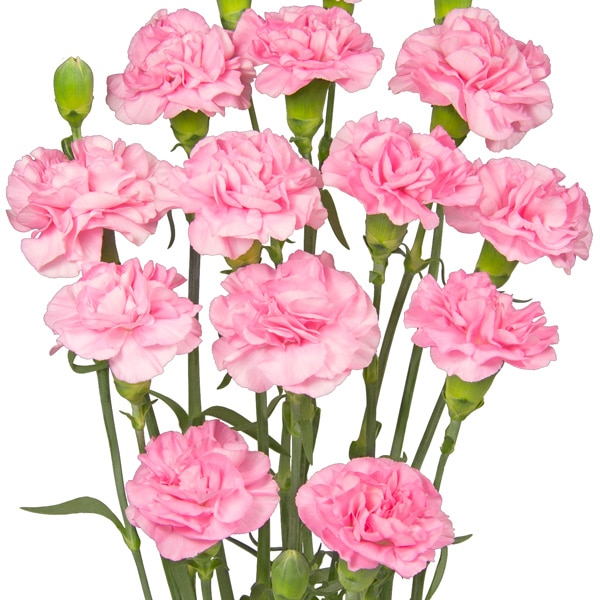 Carnation Promensa Carnation Promensa