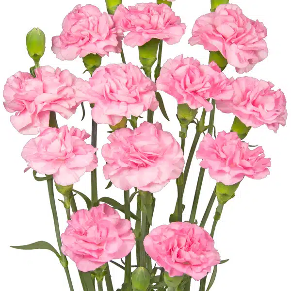 Carnation Promensa Carnation Promensa