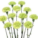Carnation Rascal Green Carnation Rascal Green