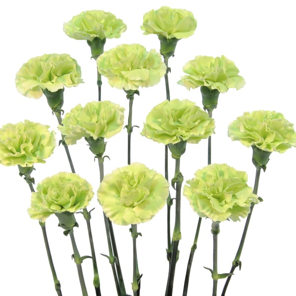Carnation Rascal Green Carnation Rascal Green