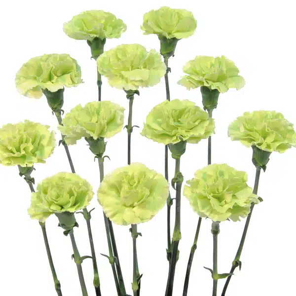 Carnation Rascal Green Carnation Rascal Green