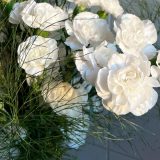 Carnation Ricotta 1 P68carric - Garden Express Australia