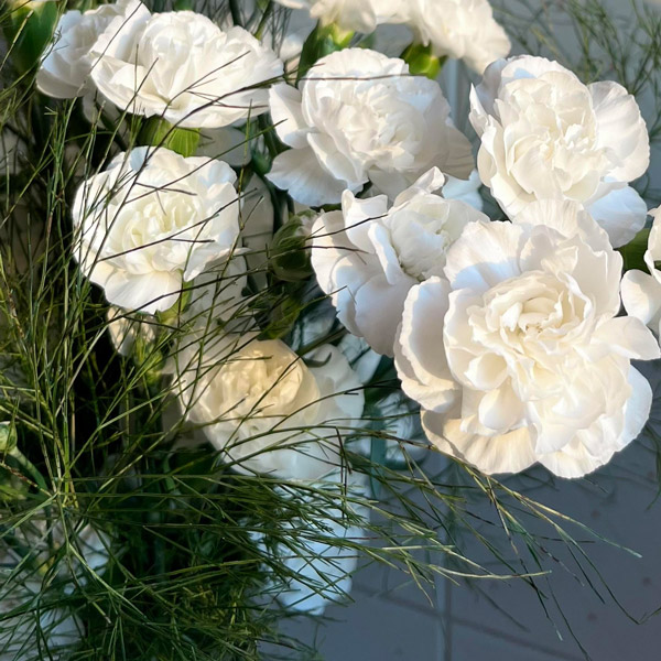 Carnation Ricotta Carnation Ricotta