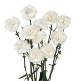 Carnation Ricotta Carnation Ricotta