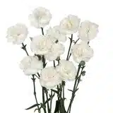 Carnation Ricotta Carnation Ricotta
