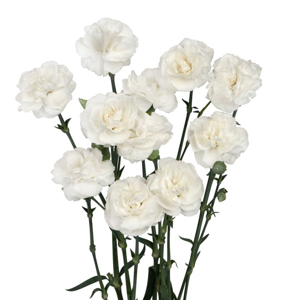 Carnation Ricotta Carnation Ricotta