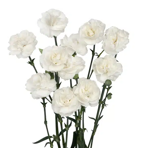 Carnation Ricotta Carnation Ricotta